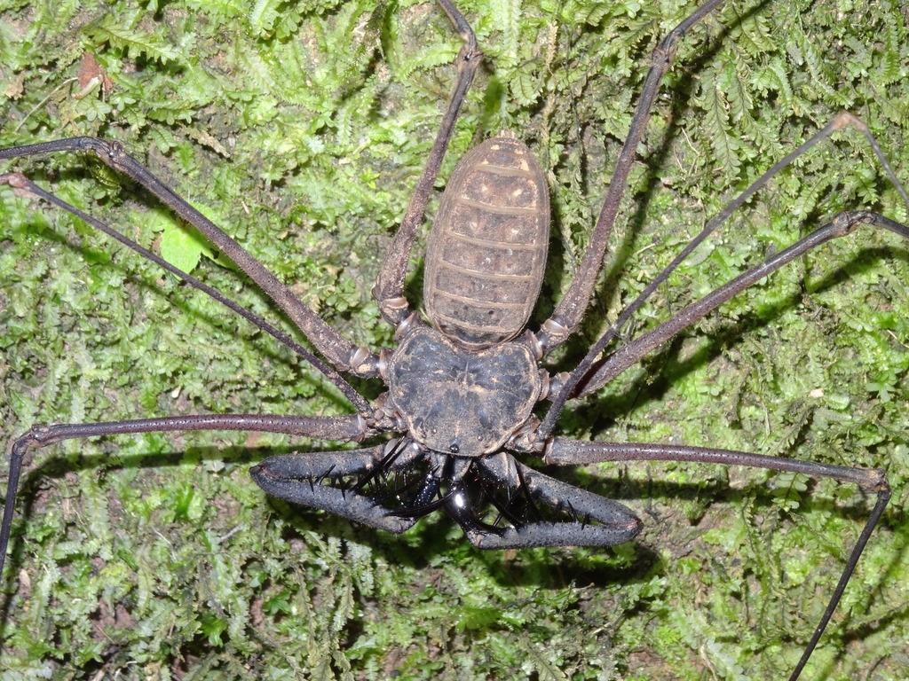 Heterophrynus elaphus