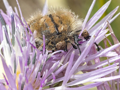Tropinota squalida canariensis