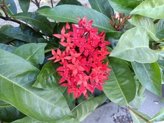 Ixora casei