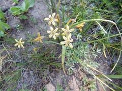 Triteleia ixioides anilina