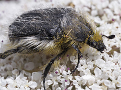 Tropinota squalida canariensis