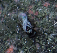 Hymenoptera