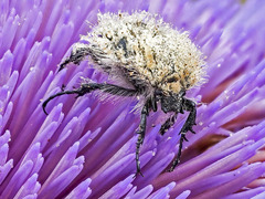Tropinota squalida canariensis