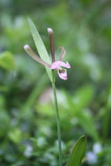 Cleistesiopsis bifaria