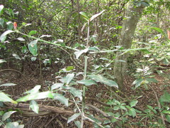 Hyperacanthus amoenus