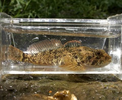 Coastal Riffle Sculpin photo 2