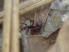 Aphaenogaster ashmeadi