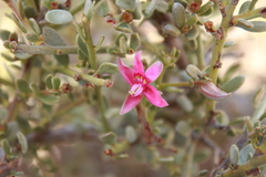 Krameria cistoidea