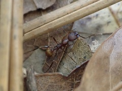 Aphaenogaster ashmeadi