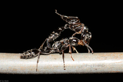 Pseudomyrmex