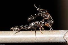 Pseudomyrmex