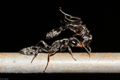 Pseudomyrmex