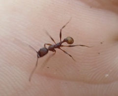 Aphaenogaster ashmeadi