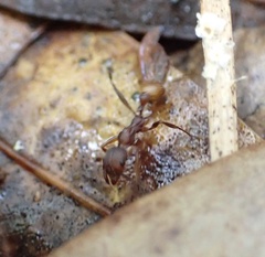 Aphaenogaster ashmeadi