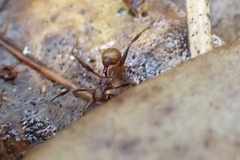 Aphaenogaster ashmeadi
