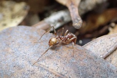 Aphaenogaster ashmeadi