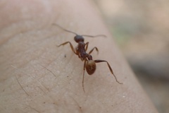 Aphaenogaster ashmeadi