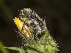 Tropinota squalida canariensis