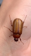 Scarabaeidae