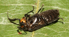 Tytthonyx erythrocephala