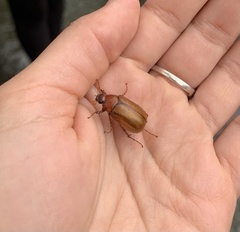 Scarabaeidae