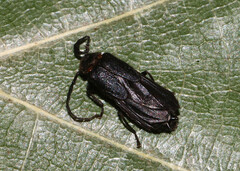 Tytthonyx erythrocephala