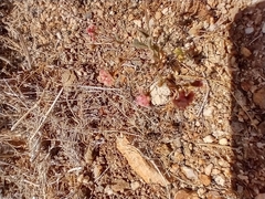 Eriogonum maculatum