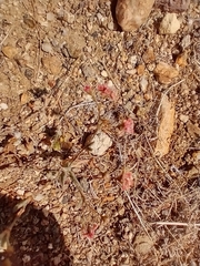Eriogonum maculatum