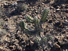 Myrtillocactus cochal
