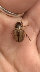 Scarabaeidae