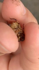 Scarabaeidae