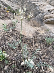 Lomatium parryi