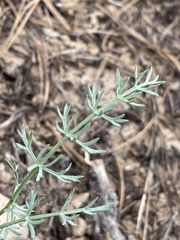 Lomatium parryi