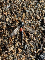 Tanyptera