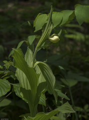 Cypripedium reginae