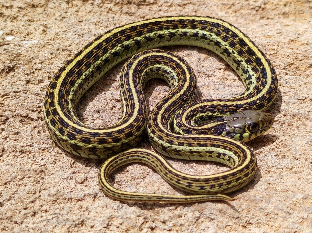 Mexican Garter Snake From 43773 Hgo., México On June 09, 2022 At 02:29 ...