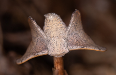 Cicinnus melsheimeri