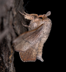 Cicinnus melsheimeri