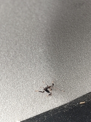 Coreoidea