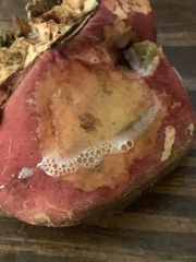 Hortiboletus rubellus