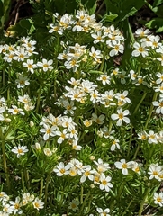 Leptosiphon nuttallii