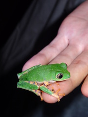 Callimedusa