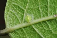Nymphidae