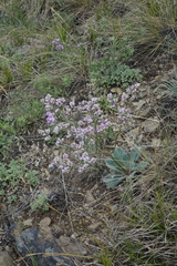 Goniolimon speciosum