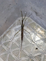 Ranatra quadridentata