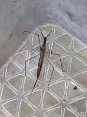 Ranatra quadridentata