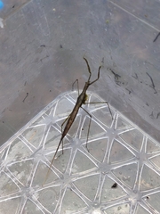 Ranatra quadridentata