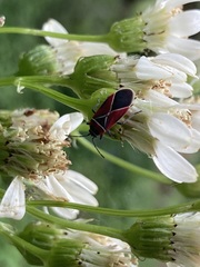 Senecio integerrimus ochroleucus