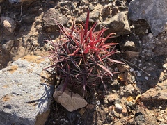 Ferocactus gracilis