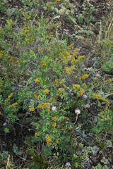 Spiraea hypericifolia